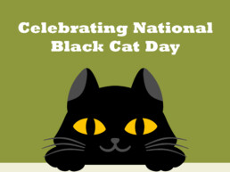 ACANA Pet Food - Celebrating National Black Cat Day
